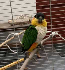 Found Caique