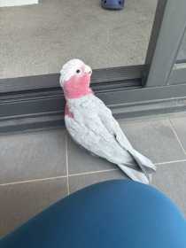 Found Galah Cockatoo