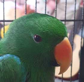 Found Eclectus