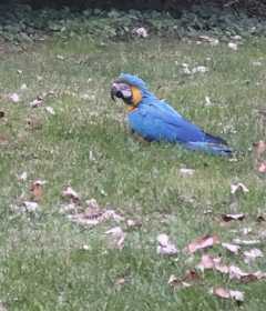 Found Macaw