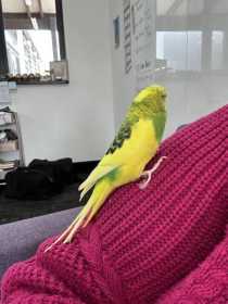 Found Budgerigar