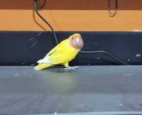 Found Lovebird
