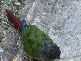 Found Conure