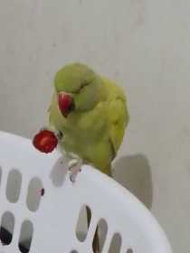 Found Indian Ringneck Parakeet