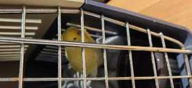 Found Budgerigar
