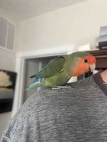 Found Lovebird