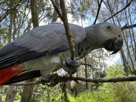 Found African Grey