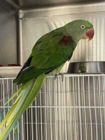 Found Alexandrine