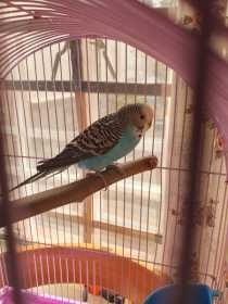 Found Budgerigar