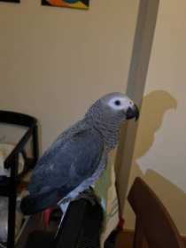 Found African Grey