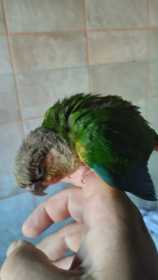 Found Conure