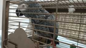 Found African Grey