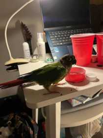 Found Conure