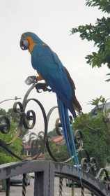 Found Macaw