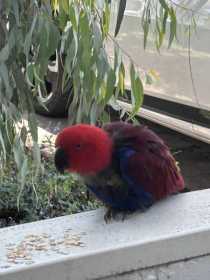 Found Eclectus