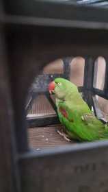 Found Alexandrine