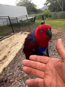 Found Eclectus