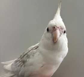 Found Cockatiel