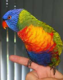 Found Lory / Lorikeet