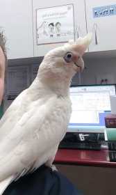 Found Corella Cockatoo