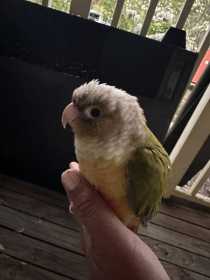 Found Conure