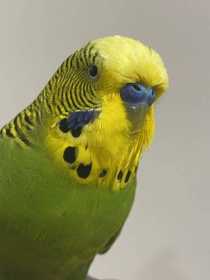 Found Budgerigar