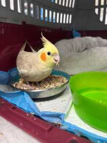 Found Cockatiel