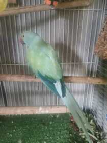 Found African Ringneck Parakeet