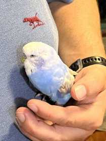 Found Budgerigar