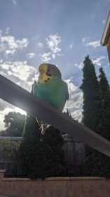 Found Budgerigar