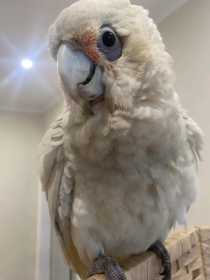 Found Corella Cockatoo