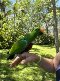 Found Eclectus