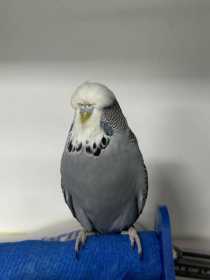 Found Budgerigar
