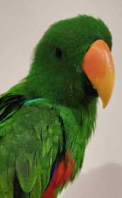 Found Eclectus