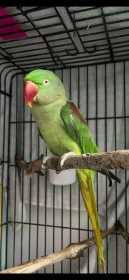 Found Alexandrine