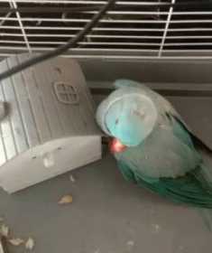 Found Indian Ringneck Parakeet