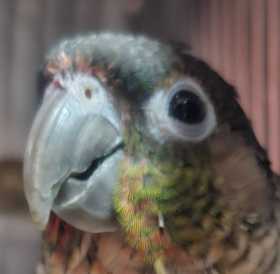 Found Conure