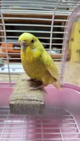 Found Budgerigar