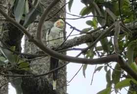 Found Cockatiel