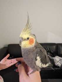 Found Cockatiel