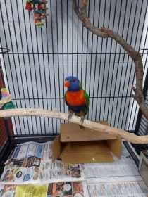 Found Lory / Lorikeet