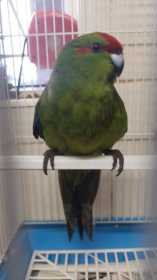 Found Kakariki