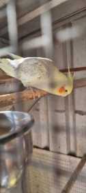 Found Cockatiel