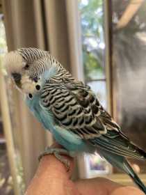 Found Budgerigar