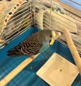 Found Parakeet