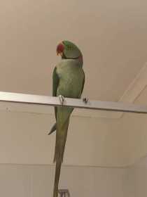 Found Alexandrine