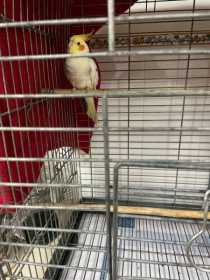 Found Cockatiel