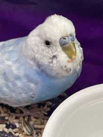 Found Budgerigar