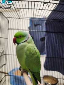Found Indian Ringneck Parakeet