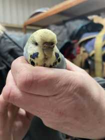 Found Budgerigar